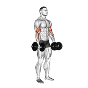 Dumbbell curl animation